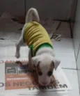 Filhotes 2 meses