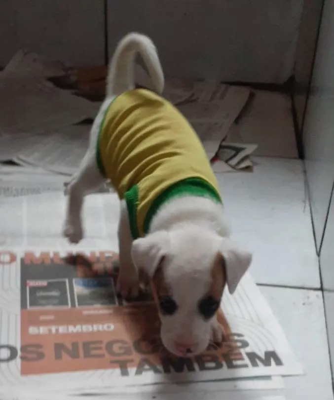 Cachorro ra a SRD-ViraLata idade Abaixo de 2 meses nome Filhotes 2 meses