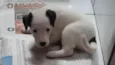 Filhotes 2 meses
