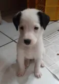 Filhotes 2 meses
