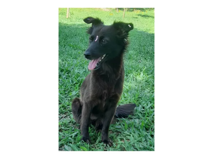 Cachorro ra a SRD-ViraLata idade 1 ano nome Amora