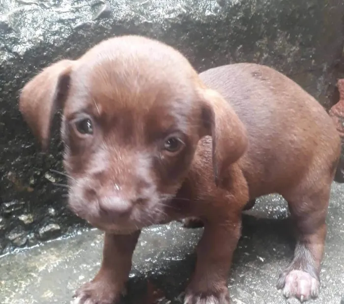 Cachorro ra a SRD-ViraLata idade 2 a 6 meses nome 5 espoletas 