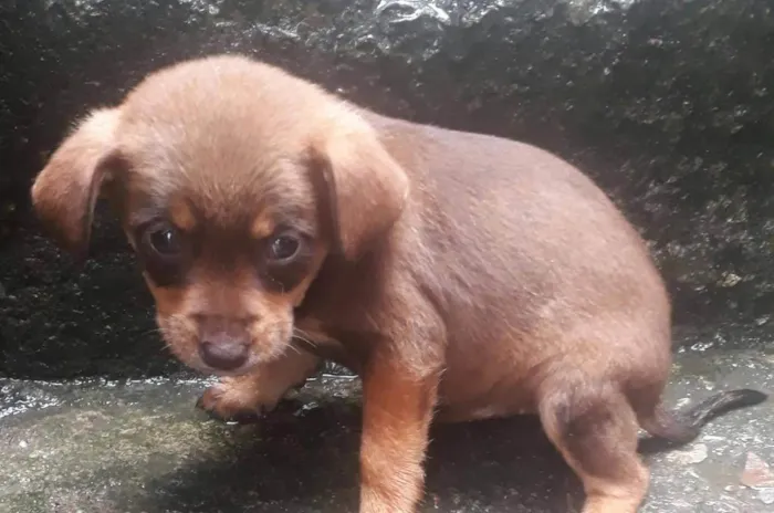 Cachorro ra a SRD-ViraLata idade 2 a 6 meses nome 5 espoletas 