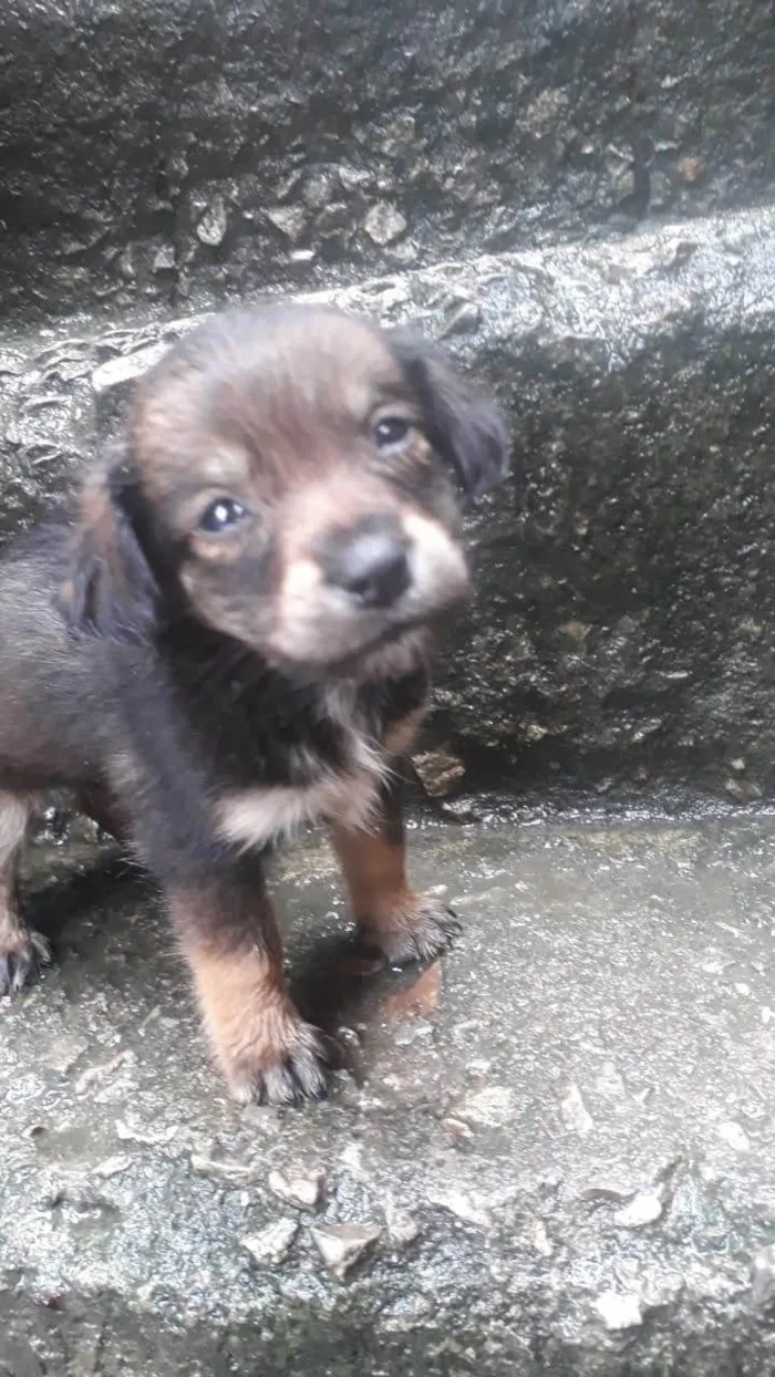 Cachorro ra a SRD-ViraLata idade 2 a 6 meses nome 5 espoletas 
