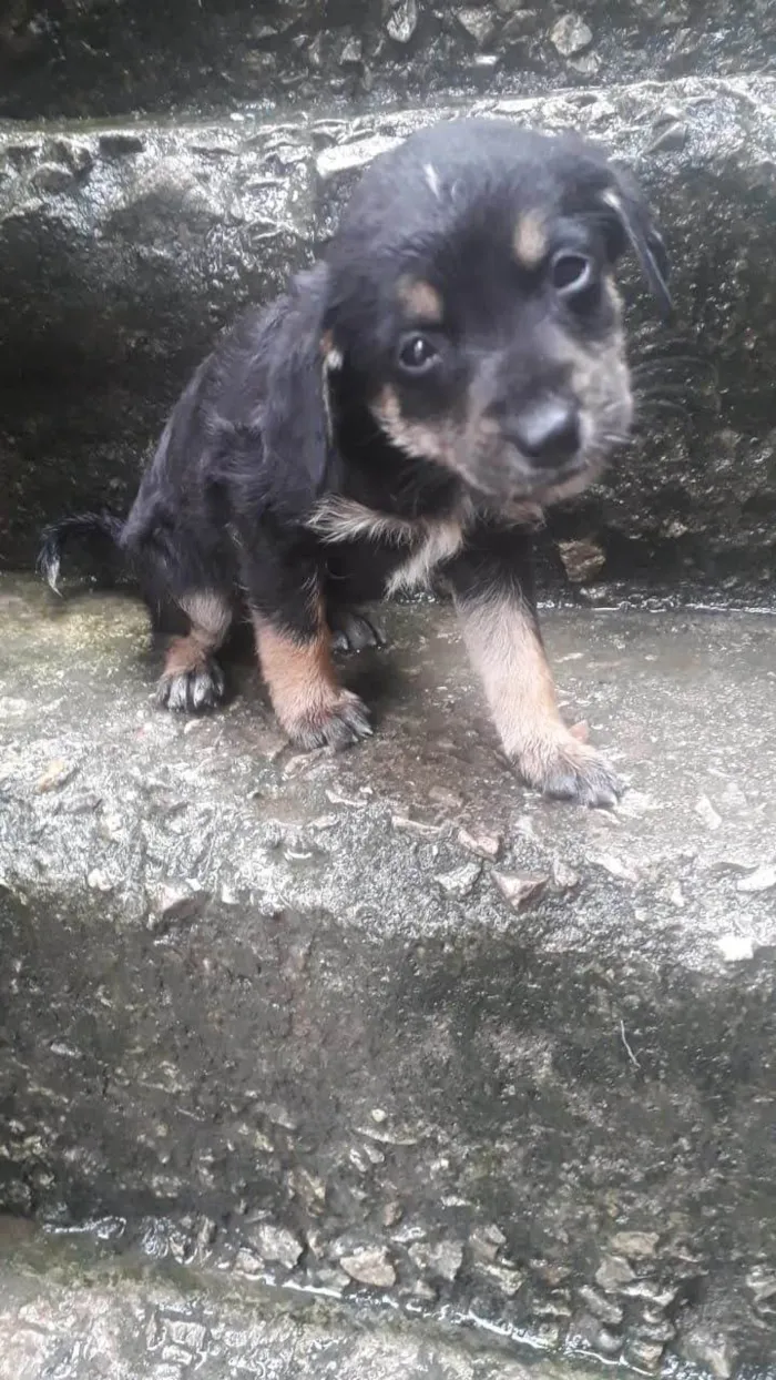 Cachorro ra a SRD-ViraLata idade 2 a 6 meses nome 5 espoletas 