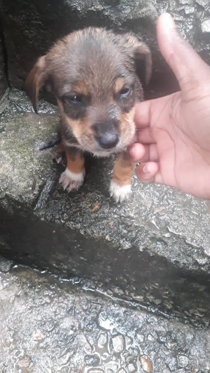 Cachorro ra a SRD-ViraLata idade 2 a 6 meses nome 5 espoletas 
