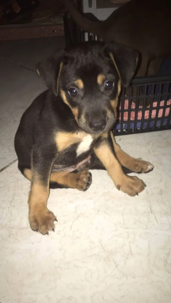 Cachorro ra a SRD-ViraLata idade 2 a 6 meses nome Taylor