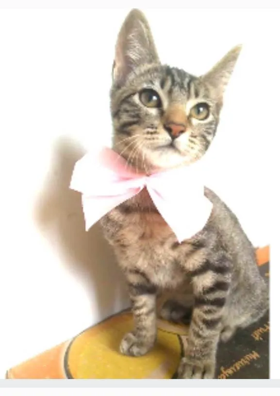 Gato ra a srd tigradinha  idade 2 a 6 meses nome YUKA FLOR