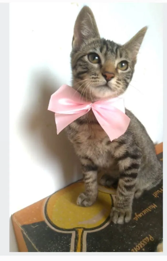 Gato ra a srd tigradinha  idade 2 a 6 meses nome YUKA FLOR