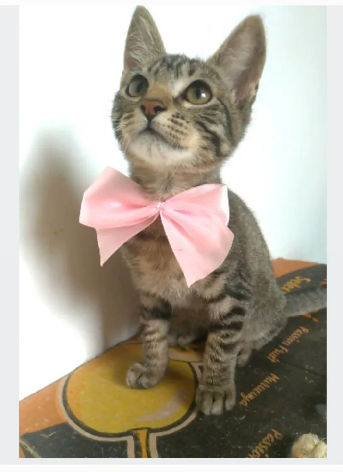 Gato ra a srd tigradinha  idade 2 a 6 meses nome YUKA FLOR
