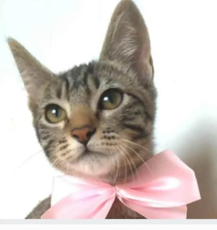 Gato ra a srd tigradinha  idade 2 a 6 meses nome YUKA FLOR