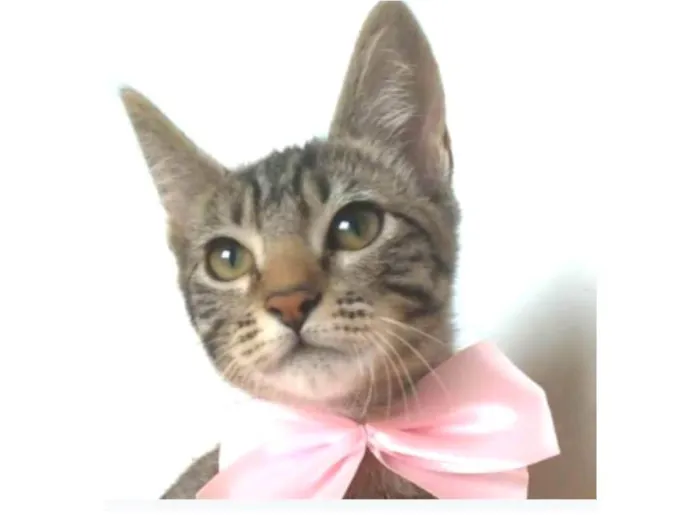 Gato ra a srd tigradinha  idade 2 a 6 meses nome YUKA FLOR