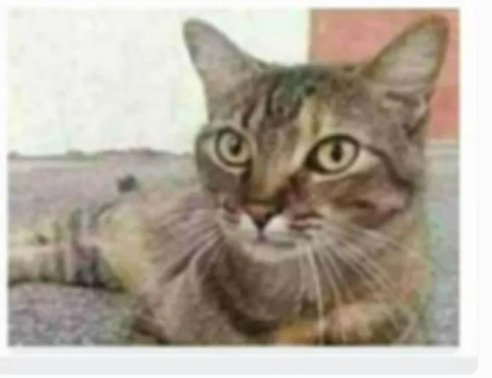 Gato ra a srd tigradinha  idade 2 anos nome JULLY