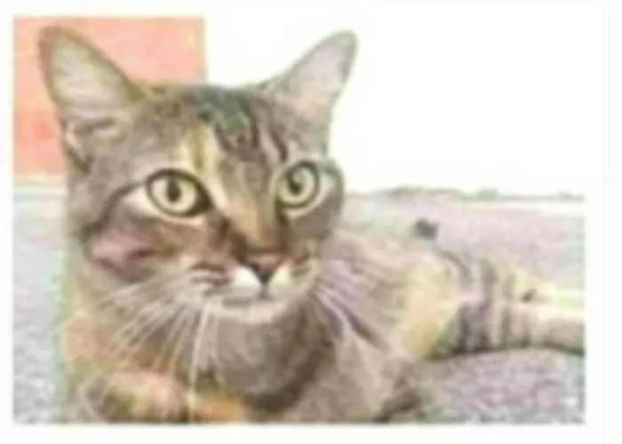 Gato ra a srd tigradinha  idade 2 anos nome JULLY