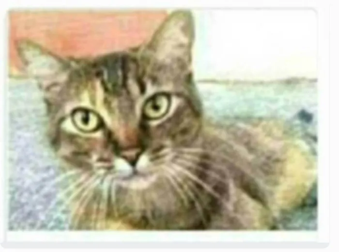 Gato ra a srd tigradinha  idade 2 anos nome JULLY