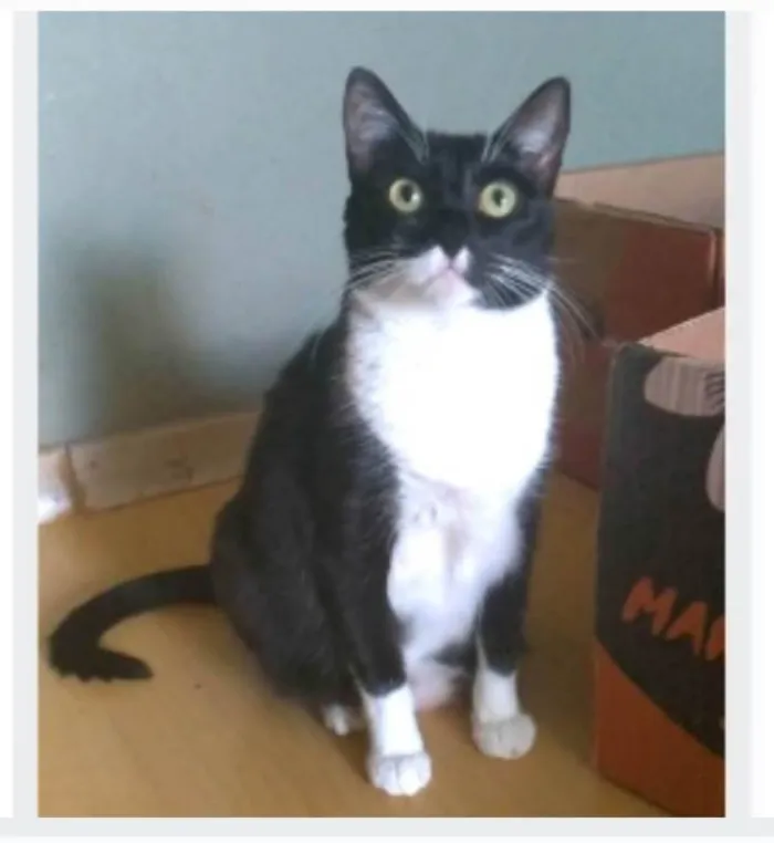 Gato ra a srd frajolinha  idade 2 anos nome LIKA