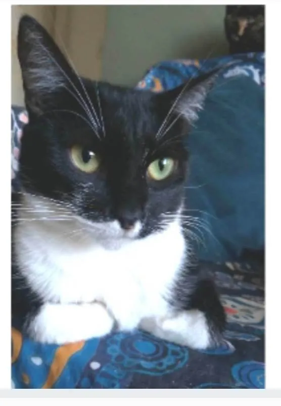 Gato ra a srd frajolinha  idade 2 anos nome LIKA