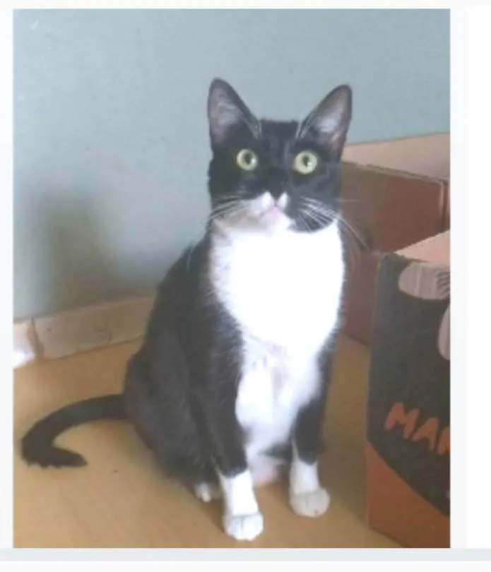 Gato ra a srd frajolinha  idade 2 anos nome LIKA
