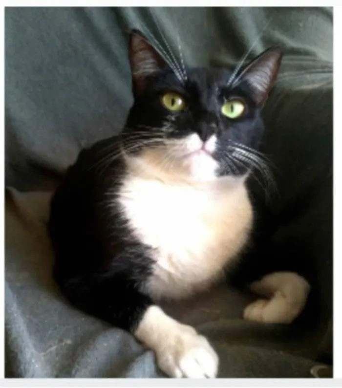 Gato ra a srd frajolinha  idade 2 anos nome LIKA