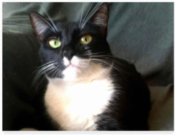 Gato ra a srd frajolinha  idade 2 anos nome LIKA