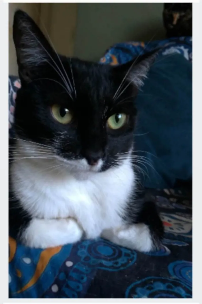 Gato ra a srd frajolinha  idade 2 anos nome LIKA
