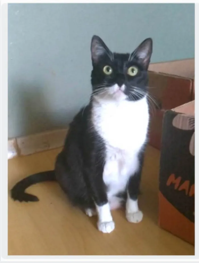 Gato ra a srd frajolinha  idade 2 anos nome LIKA
