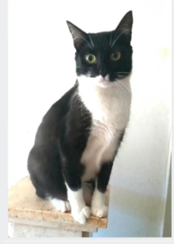 Gato ra a srd frajolinha  idade 2 anos nome LIKA