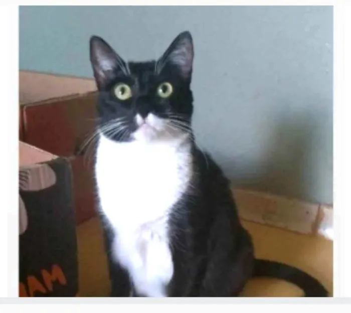 Gato ra a srd frajolinha  idade 2 anos nome LIKA