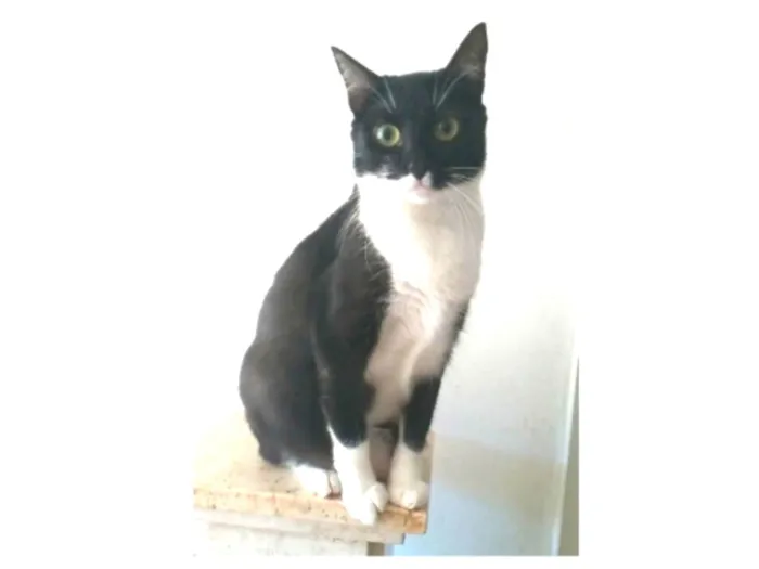 Gato ra a srd frajolinha  idade 2 anos nome LIKA
