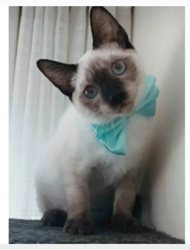 Gato ra a srd "sialata" idade 7 a 11 meses nome LION