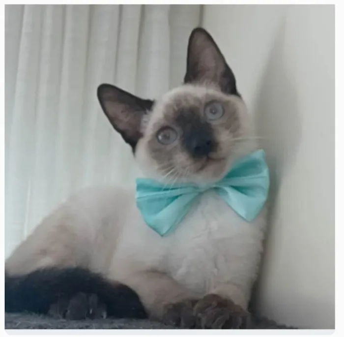 Gato ra a srd "sialata" idade 7 a 11 meses nome LION