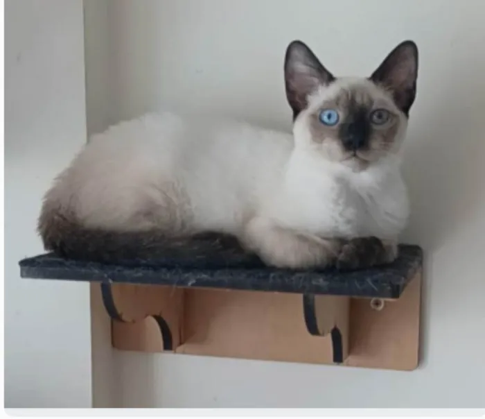 Gato ra a srd "sialata" idade 7 a 11 meses nome LION