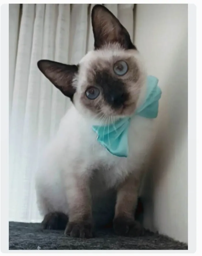 Gato ra a srd "sialata" idade 7 a 11 meses nome LION