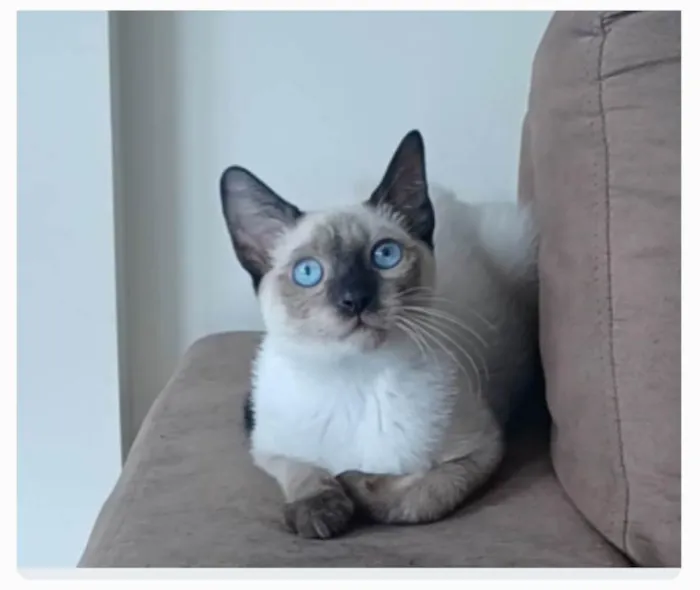 Gato ra a srd "sialata" idade 7 a 11 meses nome LION