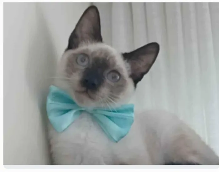 Gato ra a srd "sialata" idade 7 a 11 meses nome LION