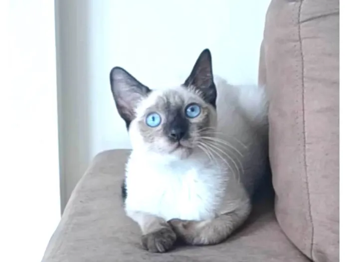 Gato ra a srd "sialata" idade 7 a 11 meses nome LION