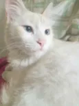 Maverick 