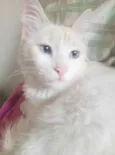 Maverick 