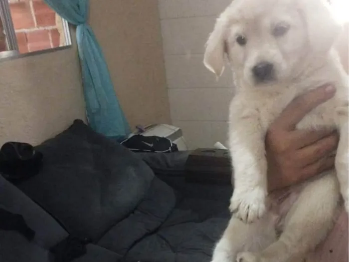 Cachorro ra a SRD-ViraLata idade 2 a 6 meses nome Bola de Neve
