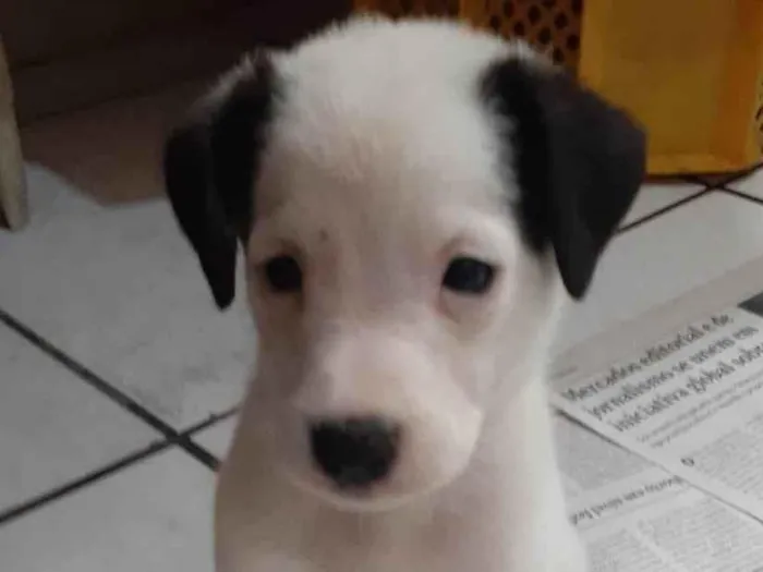 Cachorro ra a SRD-ViraLata idade Abaixo de 2 meses nome Filhotes 2 meses