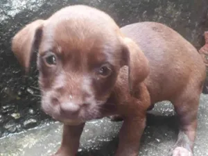 Cachorro raça SRD-ViraLata idade 2 a 6 meses nome 5 espoletas 