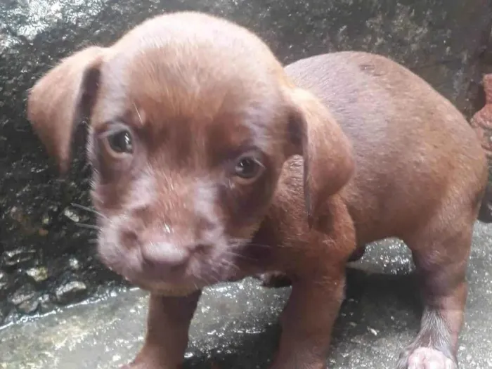 Cachorro ra a SRD-ViraLata idade 2 a 6 meses nome 5 espoletas 