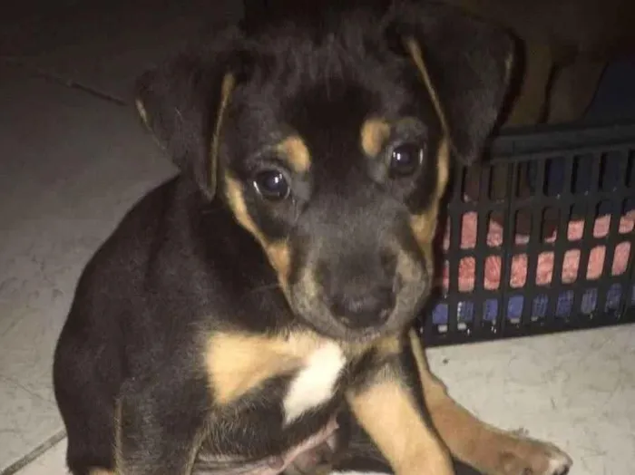 Cachorro ra a SRD-ViraLata idade 2 a 6 meses nome Taylor