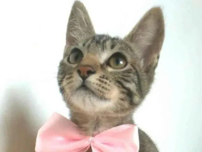 Gato ra a srd tigradinha  idade 2 a 6 meses nome YUKA FLOR