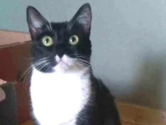 Gato ra a srd frajolinha  idade 2 anos nome LIKA