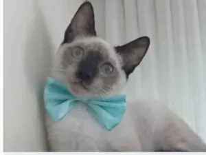 Gato raça srd "sialata" idade 7 a 11 meses nome LION