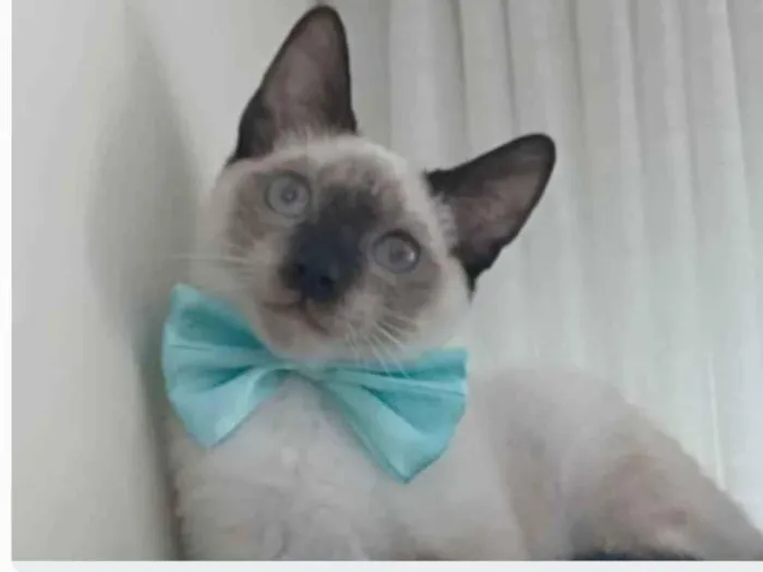 Gato ra a srd "sialata" idade 7 a 11 meses nome LION