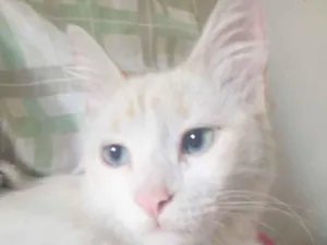Gato raça SRD-ViraLata idade 7 a 11 meses nome Maverick 