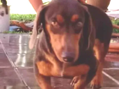 Cachorro raça Basset-Cofap idade 2 anos nome Amarula 