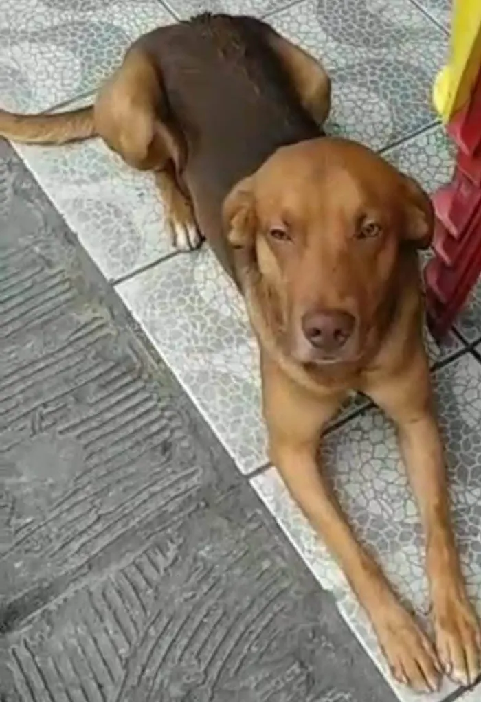 Cachorro ra a SRD-ViraLata idade 1 ano nome Miguel 